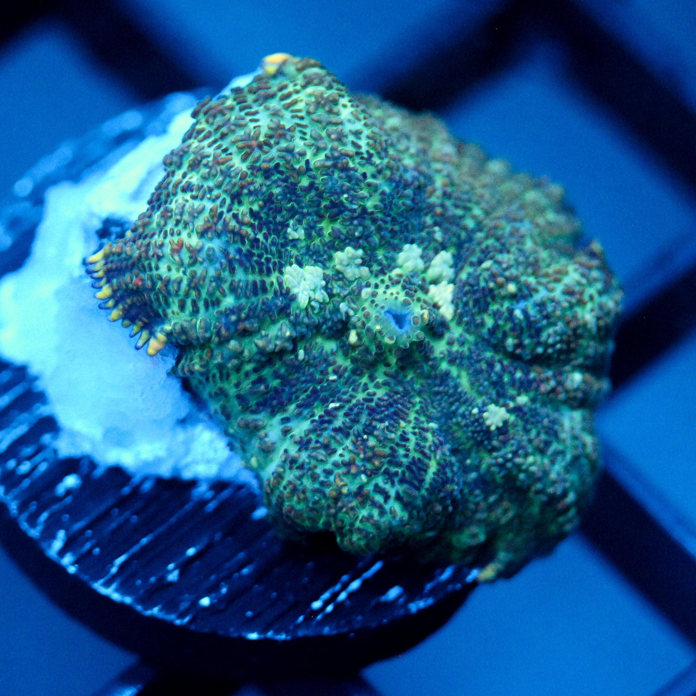 JC Flipside Rhodactis