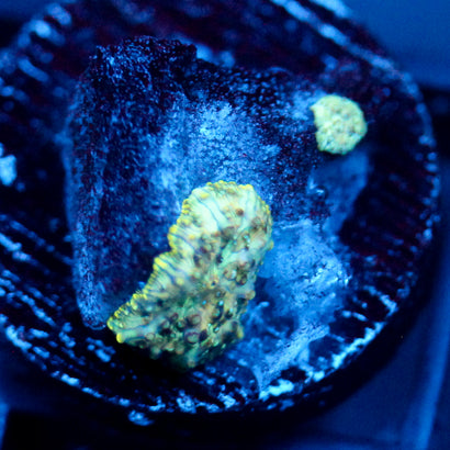 JC Mint Cheetah Discosoma