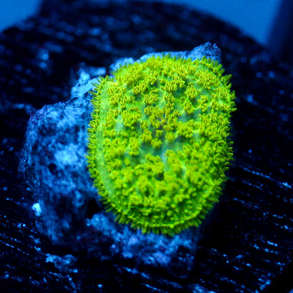 JC Neon Green Rhodactis