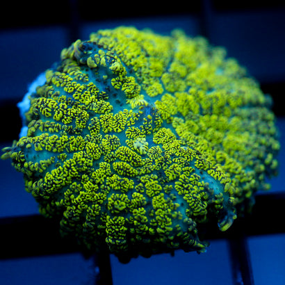 JC Uranium Fever Rhodactis