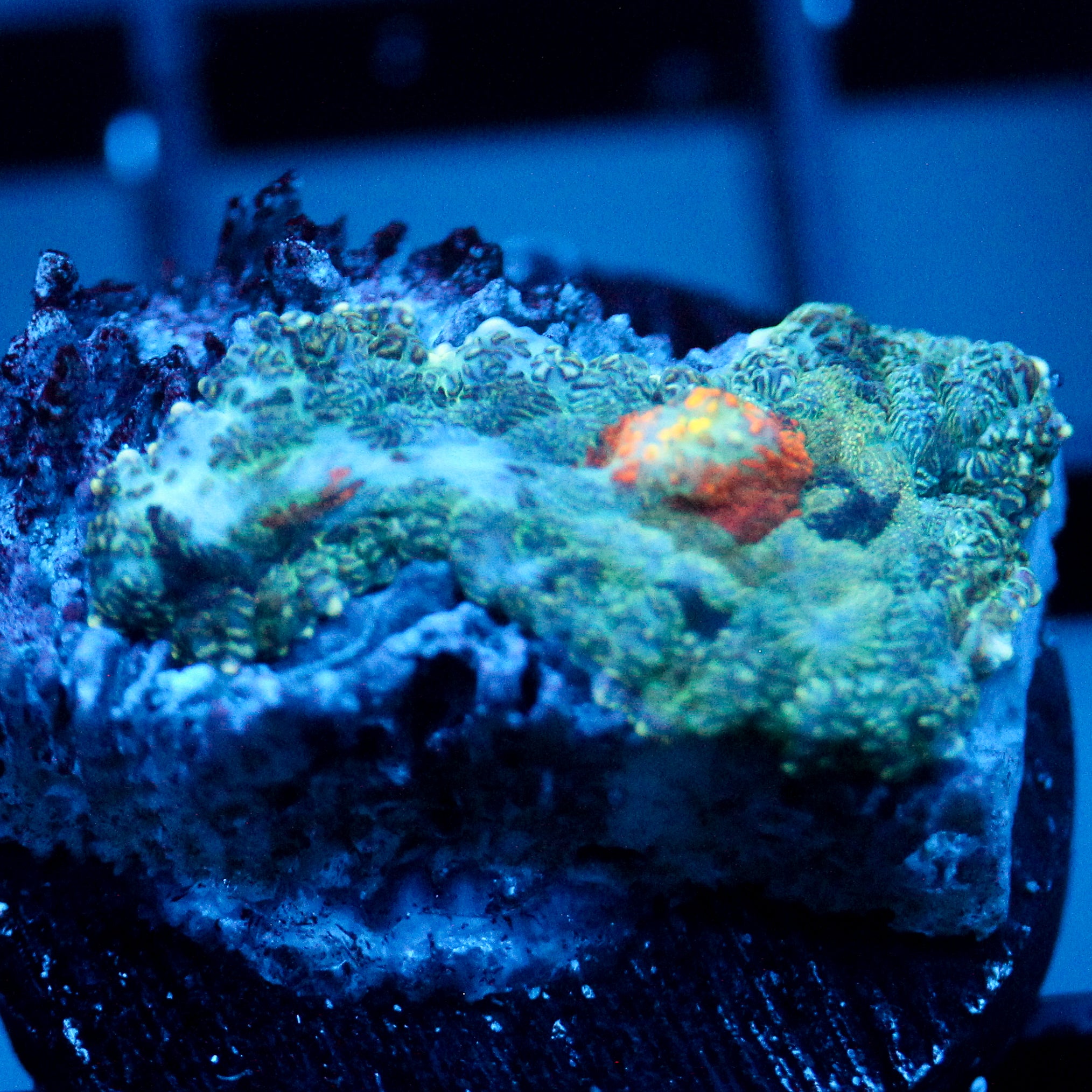 JC Gold Gobbler Rhodactis