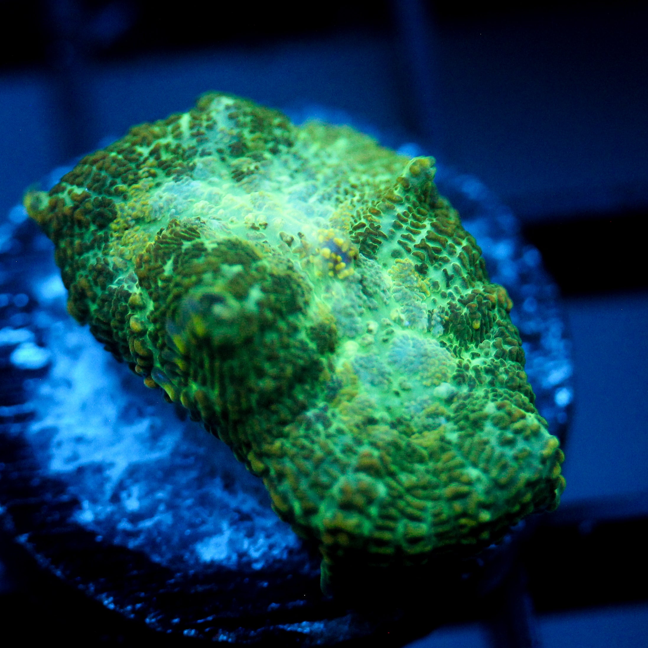 JC Lush Biome Rhodactis