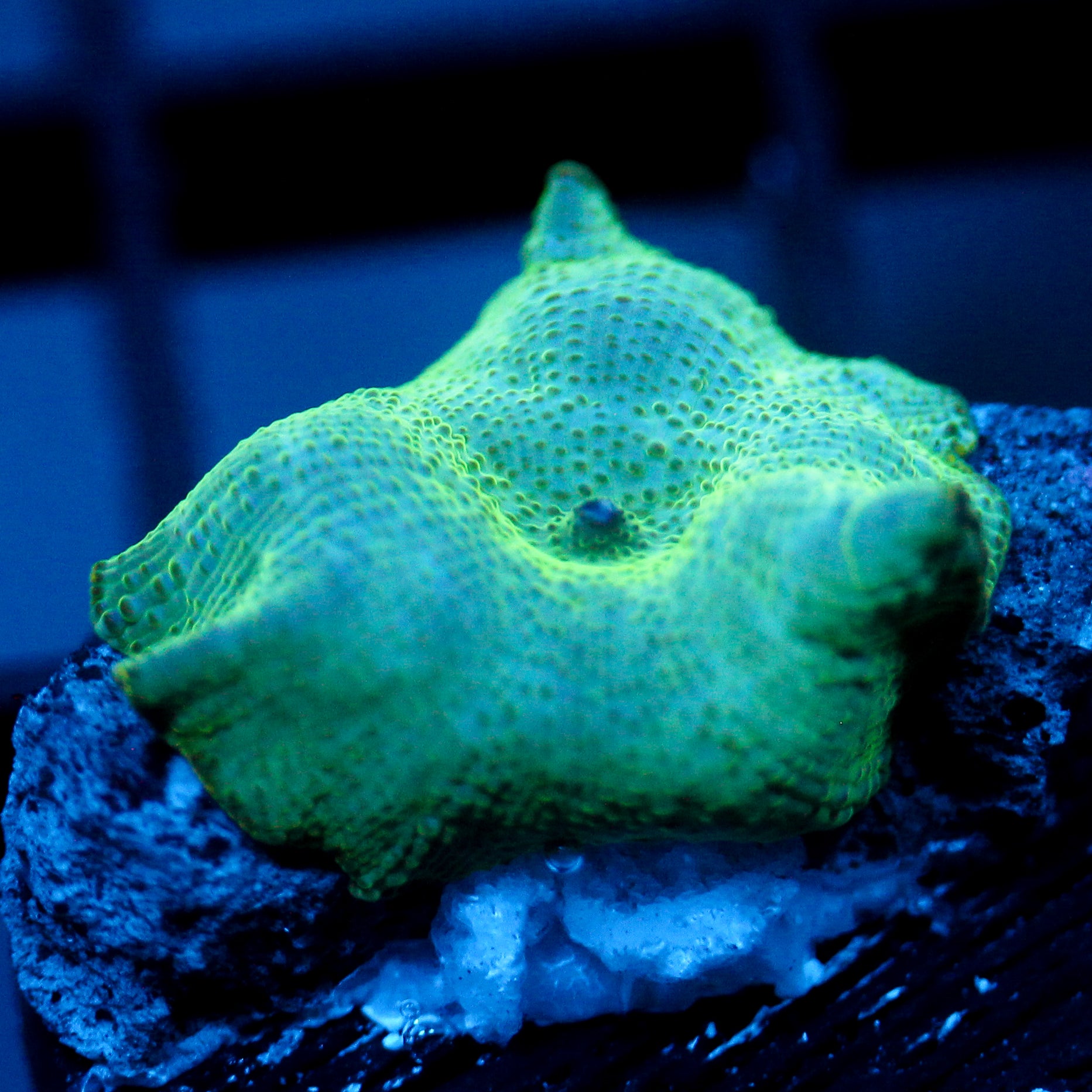 JC Cherenkov Radiation Discosoma
