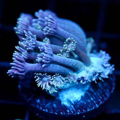JC Chilled Tendrils Goni