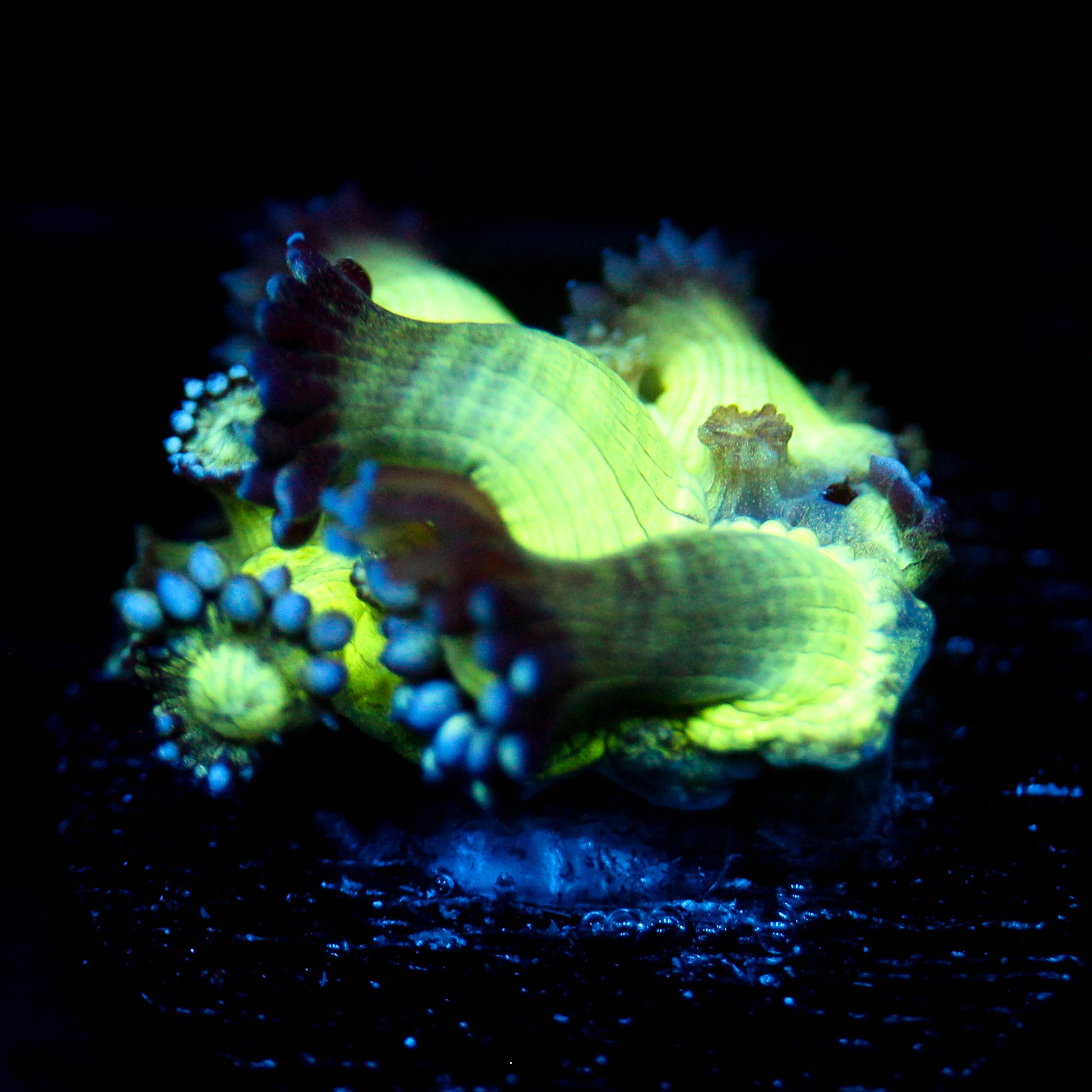 JC Peacock Goni