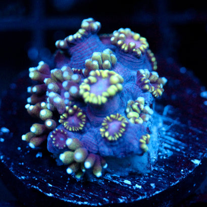 JC Tentacool Goni