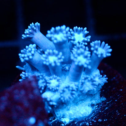JC Polar Goni
