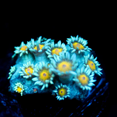 JC Sunflower Goni
