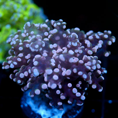 JC Pink Tip Octo