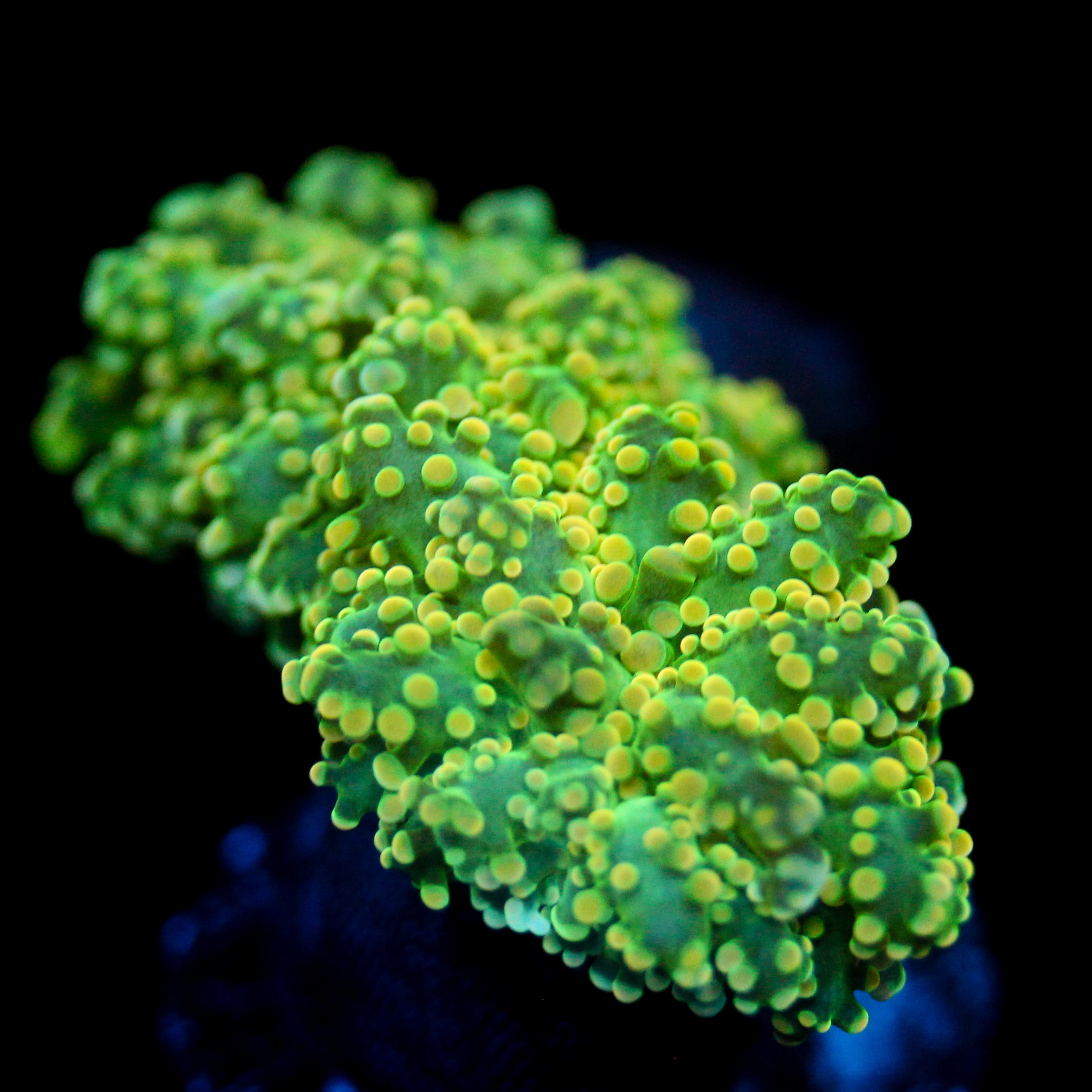JC Lime Slime Octo (last one)