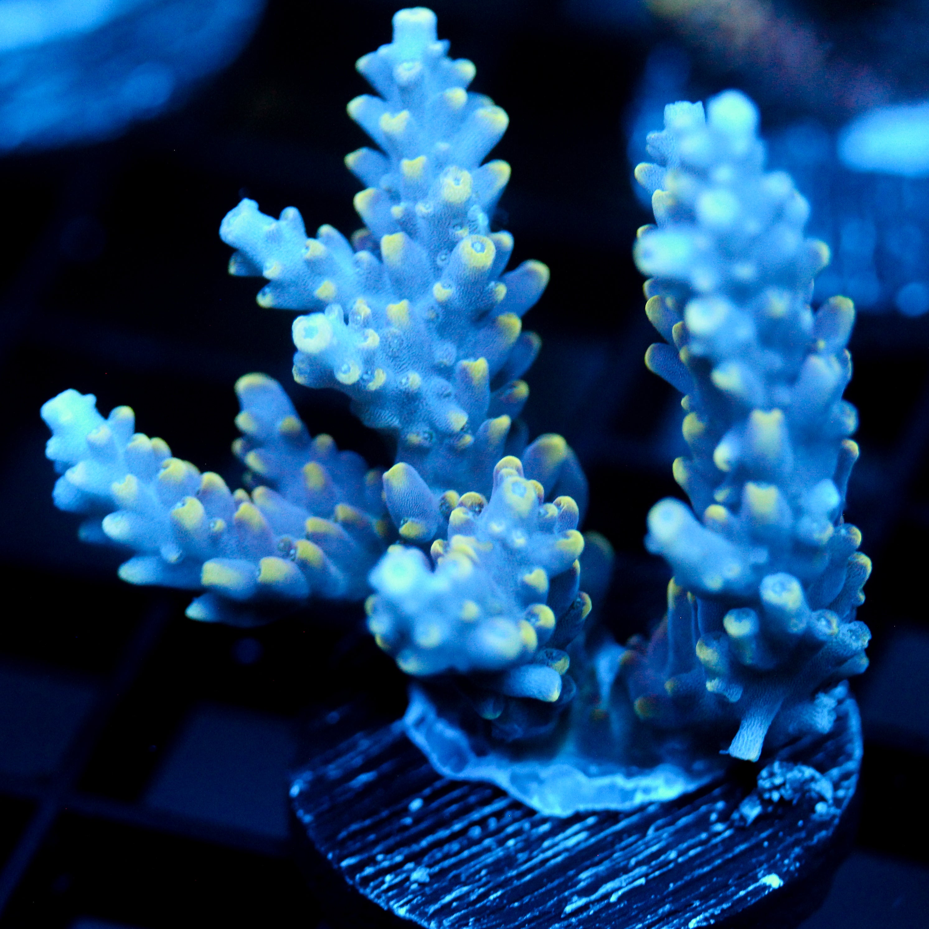 JC Bioluminescence