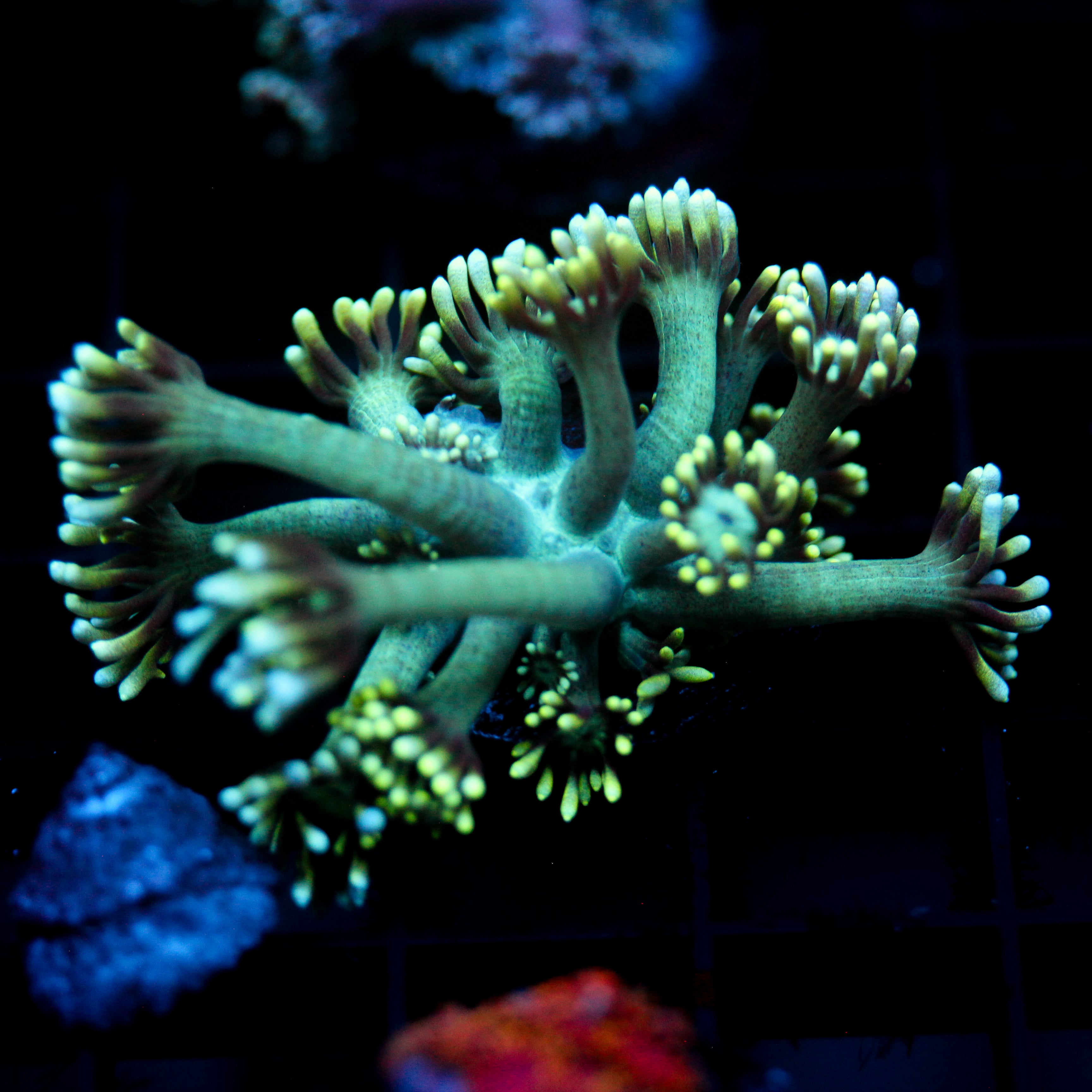 JC Electric Petals Goni