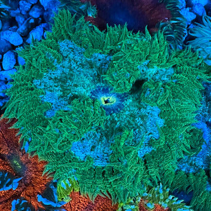 JC Ultra Rock Flower Anemone