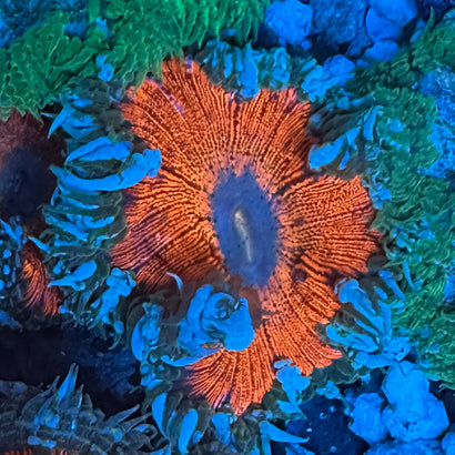 JC Ultra Rock Flower Anemone