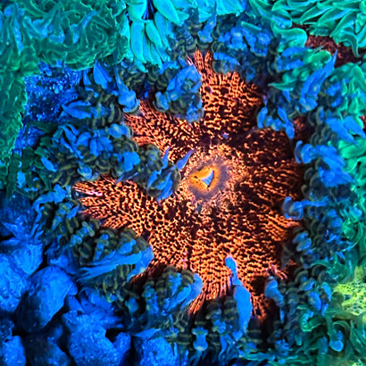 JC Ultra Rock Flower Anemone