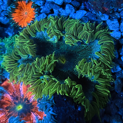 JC Ultra Rock Flower Anemone