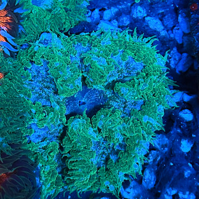 JC Ultra Rock Flower Anemone