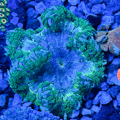 JC Ultra Rock Flower Anemone
