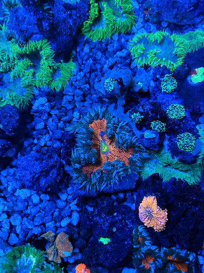 JC Ultra Rock Flower Anemone