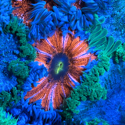 JC Ultra Rock Flower Anemone