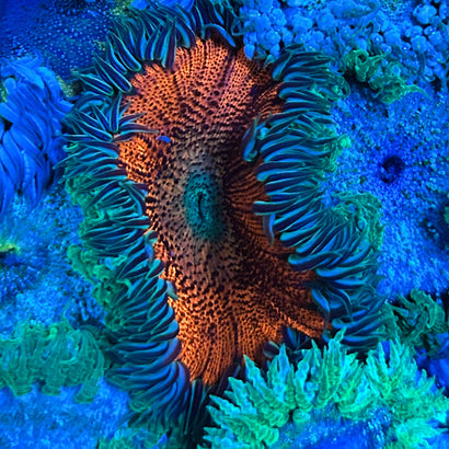 JC Ultra Rock Flower Anemone