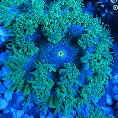 JC Ultra Rock Flower Anemone