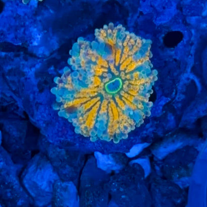 JC Ultra Volcano Yuma