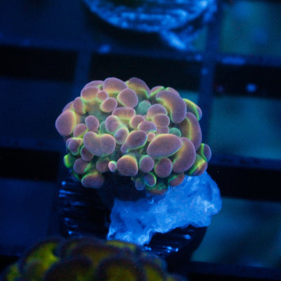 JC Ultra Hologram Hammer