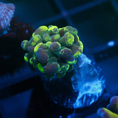 JC Ultra Splatter Hammer