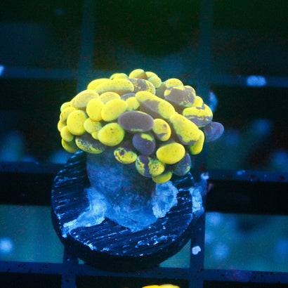 JC Yellow Splatter Hammer