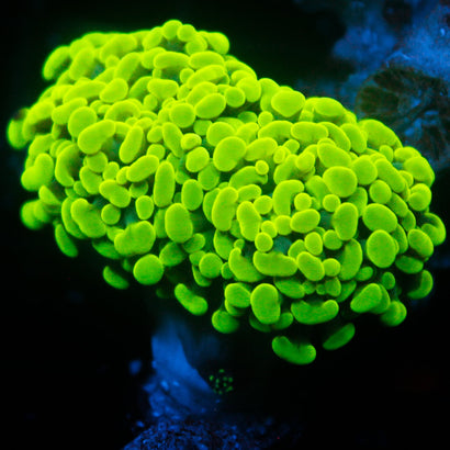 JC Neon Green Hammer