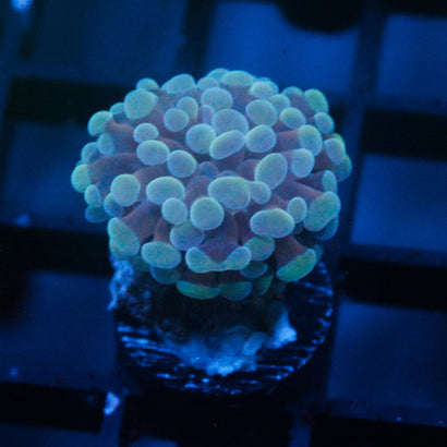 JC Teal Hammer