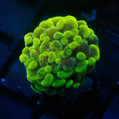JC Neon Green Splatter Hammer