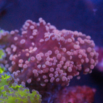 JC Pink Tip Octo