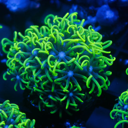 JC GSP