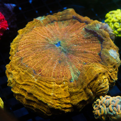 JC Rainbow Acanthophyllia