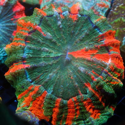 JC Bleeding Apple Acanthophyllia