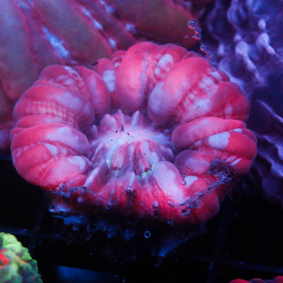 JC Candy Cane Cynaria