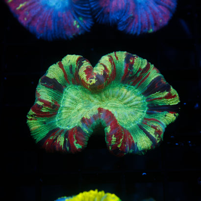 JC Rainbow Trachy