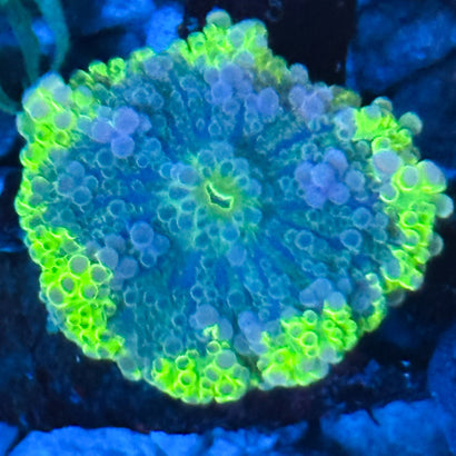 JC Toxic Green Yuma