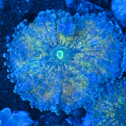 JC Yellow Swirl Yuma