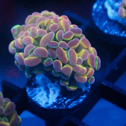 JC Ultra Hologram Hammer