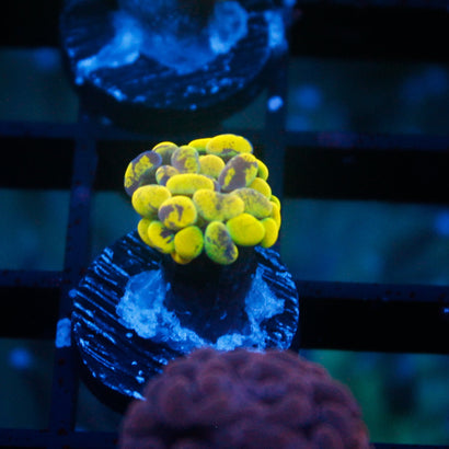 JC Yellow Splatter Hammer