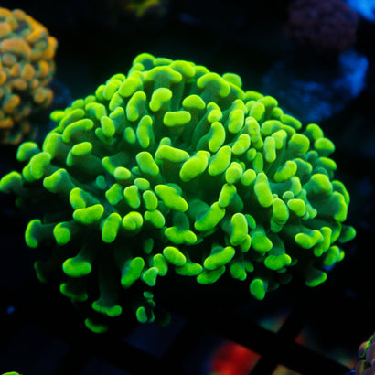 JC Neon Green Hammer