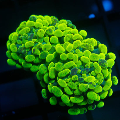 JC Neon Green Splatter Hammer