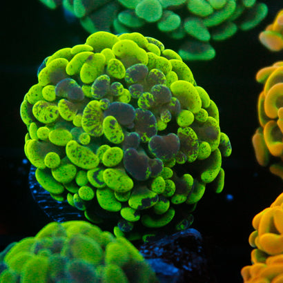 JC Ultra Splatter Hammer