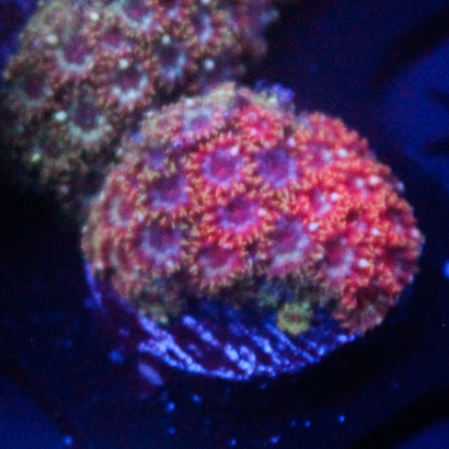 JC Purple Passion