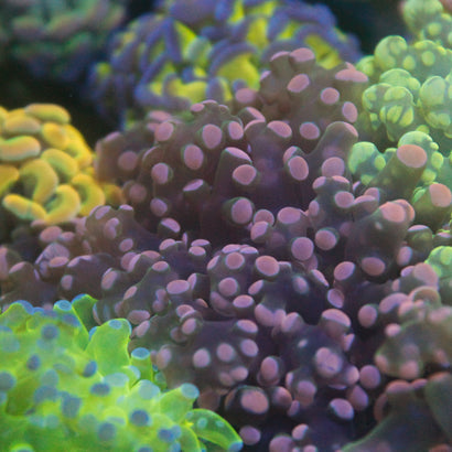 JC Pink Tip Octo