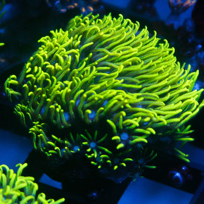 JC GSP