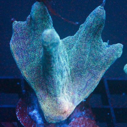 JC Space Zone Pectinia